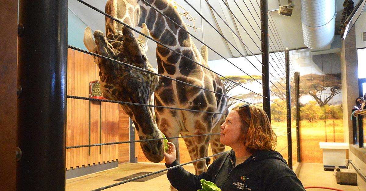 Jill feeds lettuce to Skeeter the giraffe.